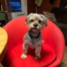 SureBite's profile picture