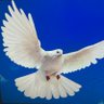 Фото профиля Jayne 🩵💫✨🕊️