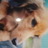 リリス's profile picture