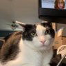 Profilbild von Gingersnap