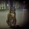 Profilbild von Mongoosh