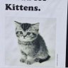 Profilbild von Nuclear War is bad for kittens