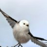 Фото профиля あんこ