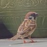 Hidemi ITO profil fotoğrafı