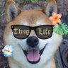柴犬ちゃそば's profile picture