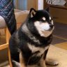 Totakeke's profile picture