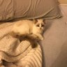 Tiger 的头像