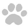 犬 profil fotoğrafı