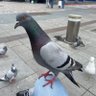 Profilbild von Plurvel