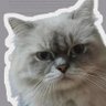 shane profil fotoğrafı