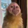 Profilbild von Aurcus Morellius