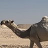 فهد العجمي 的头像