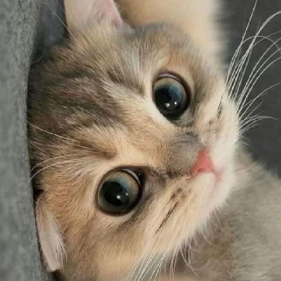 VanillaMint's profile picture
