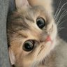 VanillaMint profil fotoğrafı