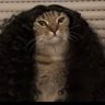 Gato Cucurella profil fotoğrafı