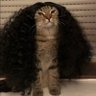 ah nao vei's profile picture
