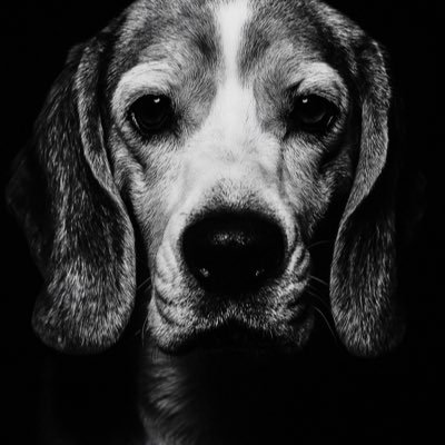 katskiflores's profile picture