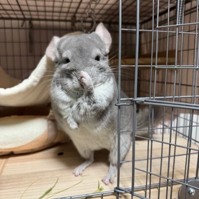 ChuchuJ1230's profile picture