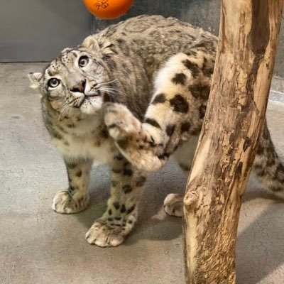 ユキノ's profile picture