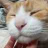 つちんちゅ profil fotoğrafı