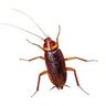Roachthegoat 的头像