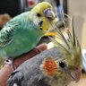 Profilbild von かまろ🐥🐱🐿🦎🪴🌵