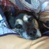 🇺🇸Diggersgirl🇺🇸 profil fotoğrafı