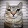 Neizer's profile picture