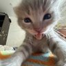 سسسسسسس's profile picture