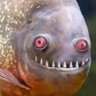 Pizza's profile picture
