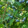 Profilbild von Blueberrytimes