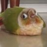K O C H I's profile picture