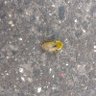 Bee's profile picture