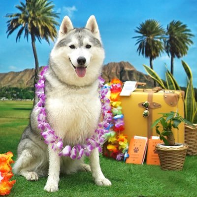 シエル🌈シベリアンハスキー's profile picture