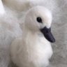 TSwany profil fotoğrafı