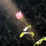 Lunathicc♡ 🥀《 profil fotoğrafı