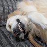 RonDawg's profile picture