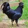 Profilbild von Rooster