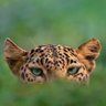 Khadija's profile picture