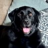 Profilbild von Dogface603