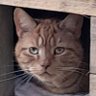 Kirstie 🇬🇧🏴󠁧󠁢󠁥󠁮󠁧󠁿 right so far profil fotoğrafı