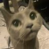 lime's profile picture