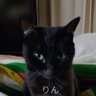 💙りん隊長♀️ &きじとら まる♂️🐱とゆかいな仲間達🐾💙's profile picture