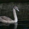 Gray Swan's profile picture