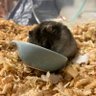 ハムパンマン 的头像