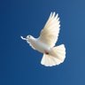 Viva Liberta profil fotoğrafı