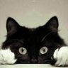 Фото профиля Chat Alors ! 🐈✝️⚜️✨