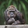 Magnificus🇰🇪Giganticus profil fotoğrafı