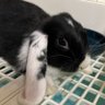 はなおさんちの【うしお】くん profil fotoğrafı
