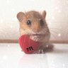 おかゆねこ's profile picture